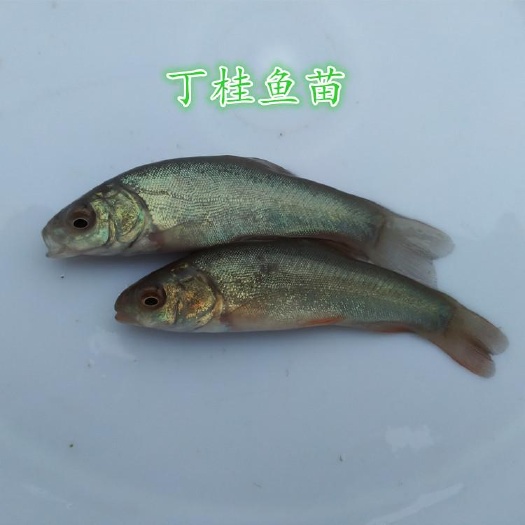 富顺县丁桂鱼苗  丁桂