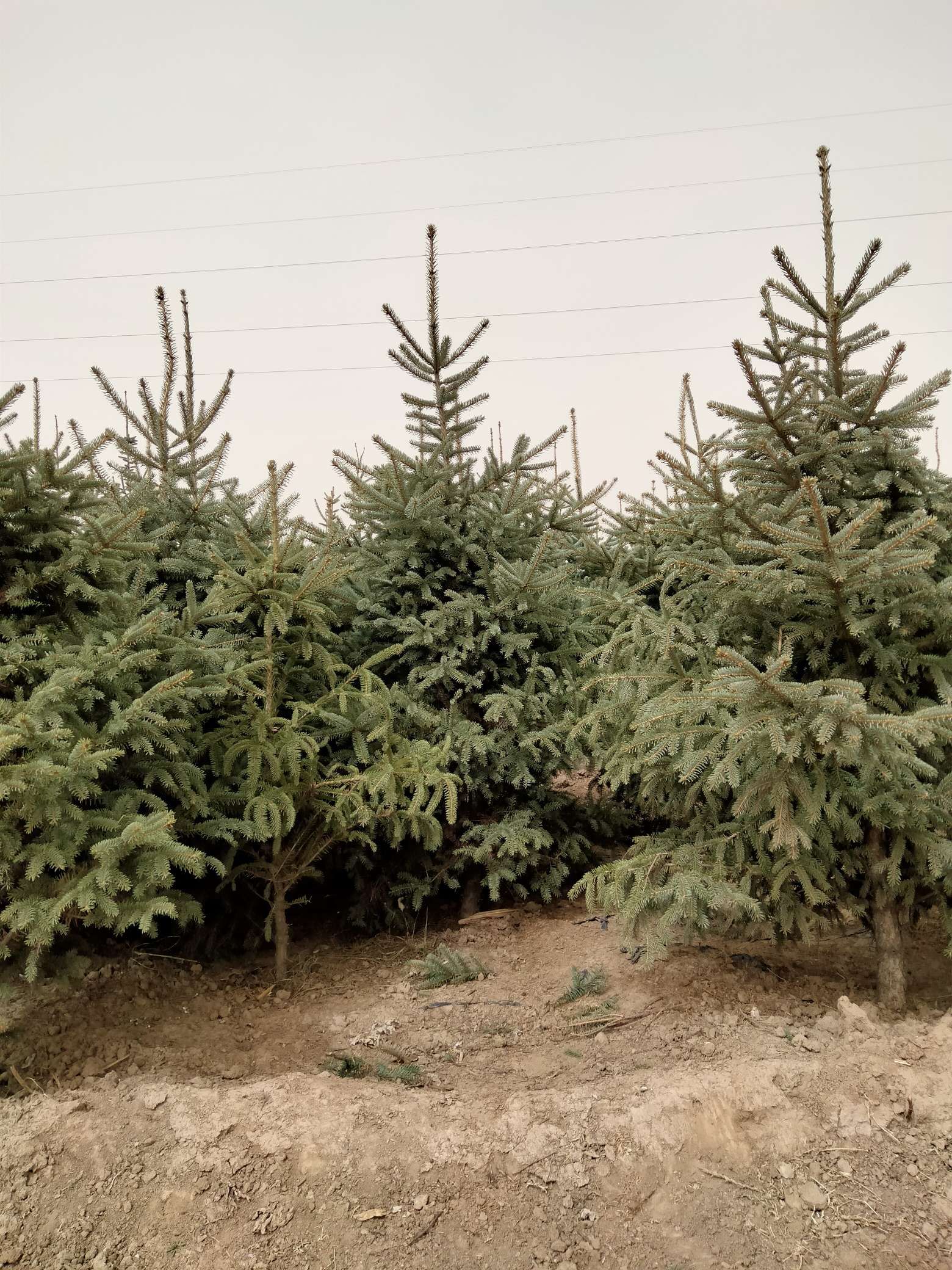 甘肃云杉  千亩基地，货品齐全。欢迎实地考察