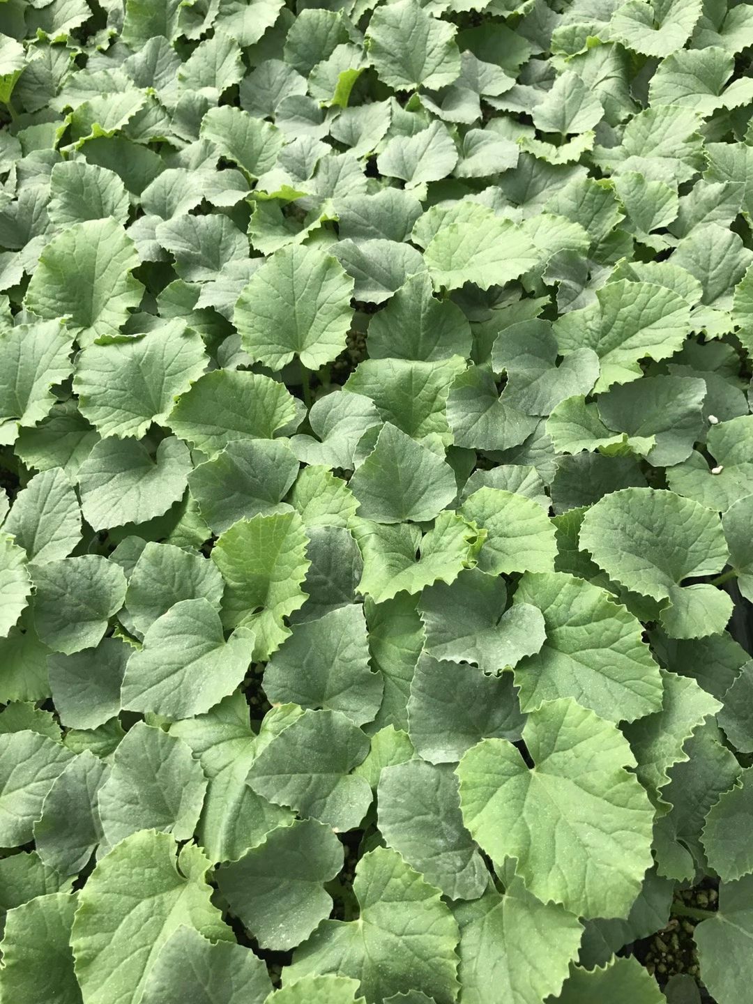 哈密瓜苗  西州蜜甜瓜苗 网纹甜瓜苗 预订嫁接哈密瓜甜瓜苗