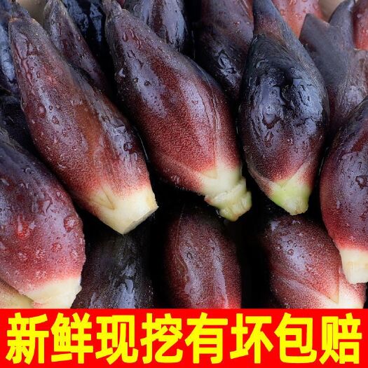 正安县现挖山地野生阳荷姜当季新鲜野菜蘘荷姜笋蔬菜阳藿洋荷姜
