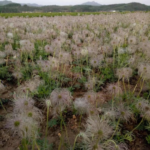 岫岩县 白头翁种子