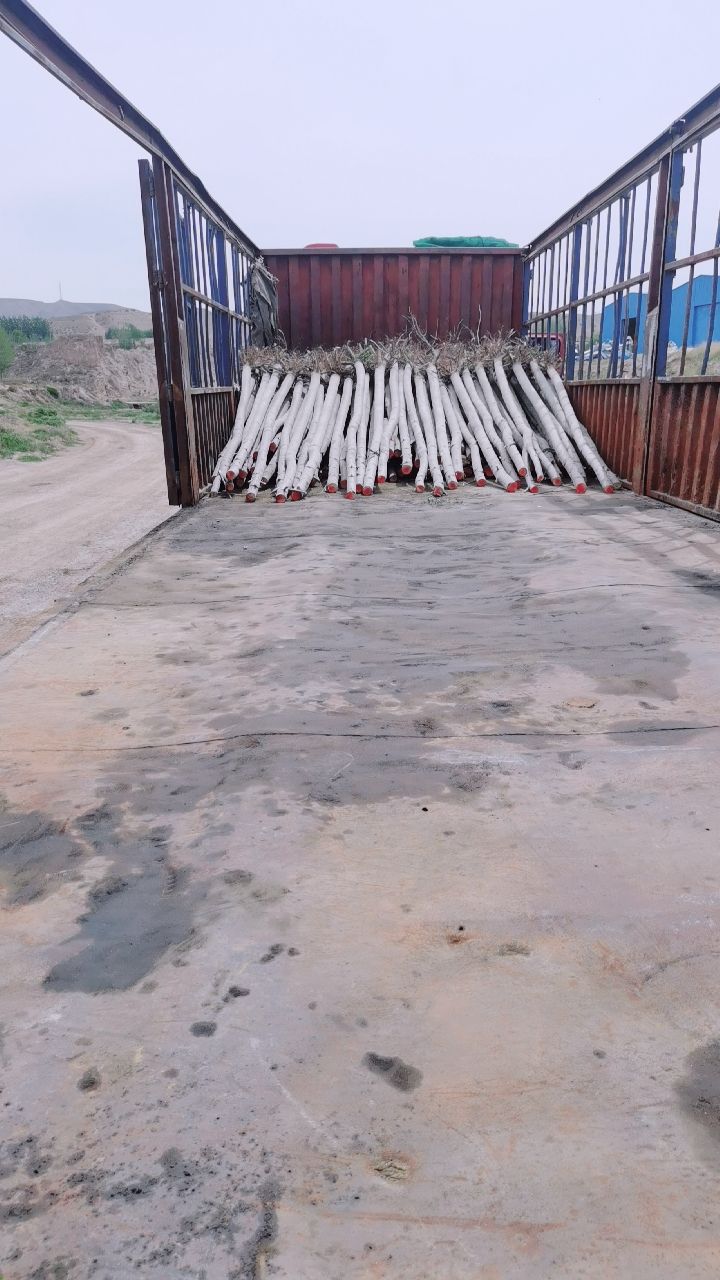 毛白杨  清地处理河北杨，4至15公分，河北杨插穗，嫁接的。