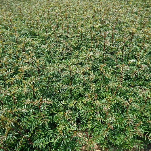 金阳县大红袍花椒苗 金阳县顺华种植农民专业合作社