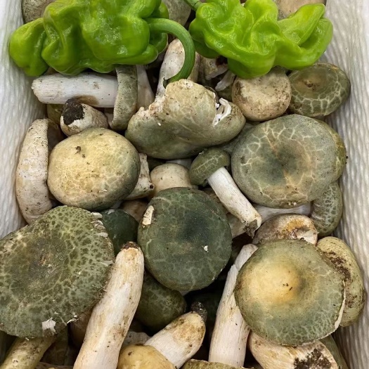 昆明红葱菌 鲜牛肝菌 