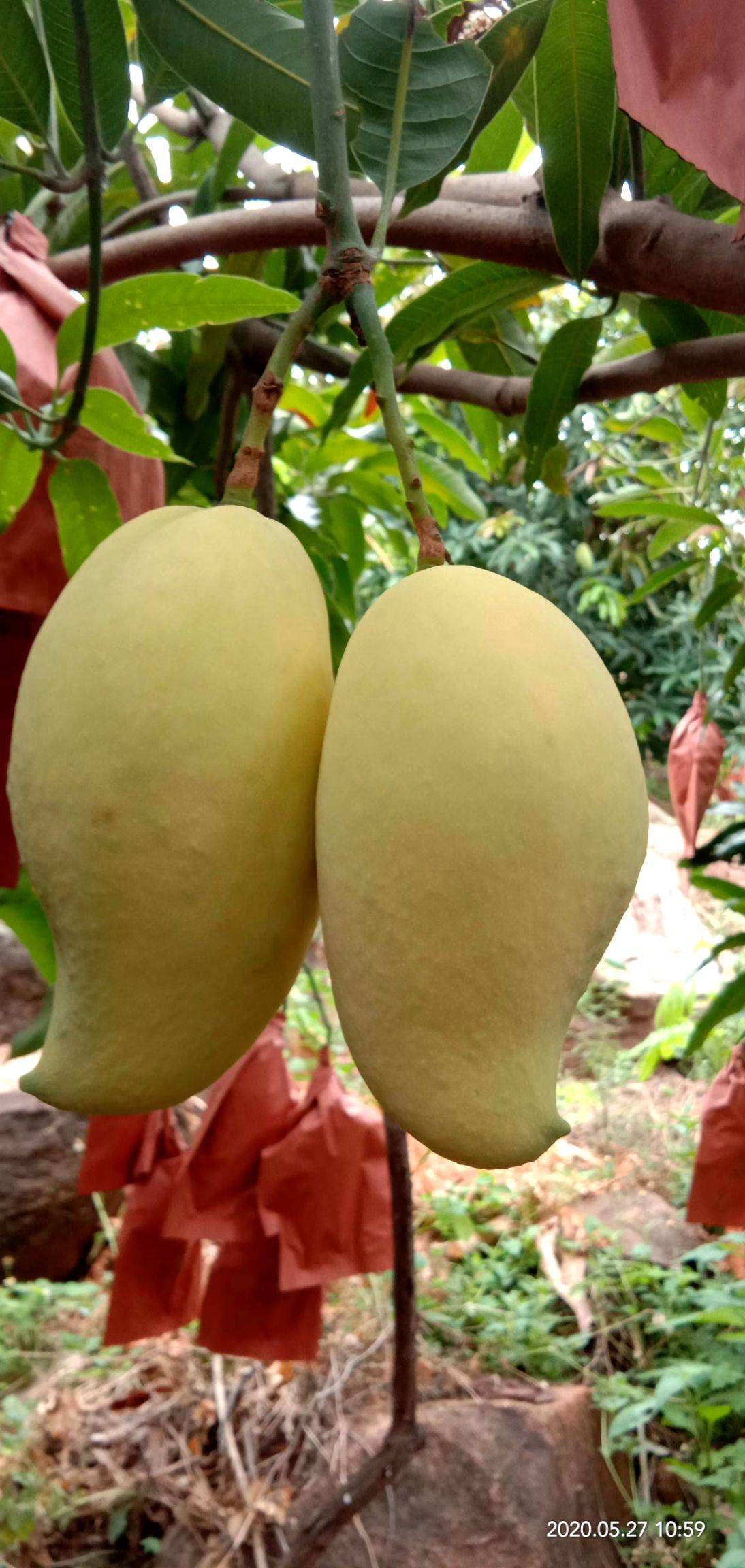 哀牢山亚热带，各种芒果相继上市，物美价廉，欢迎各位大神联系