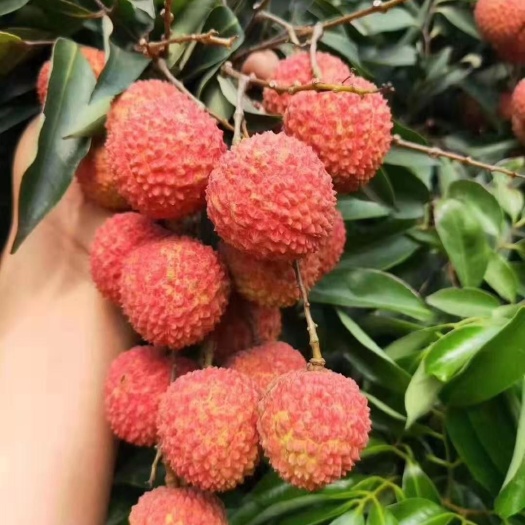 北流市桂味荔枝  聚好荔：广西北流精品桂味，顺丰EMS顺丰包邮支持一件代发