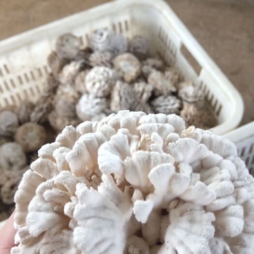 富民县白参菌，褶皱菌。