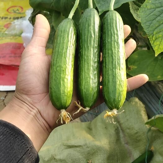 菏泽水果黄瓜 山东省菏泽市牡丹区 15~25cm 