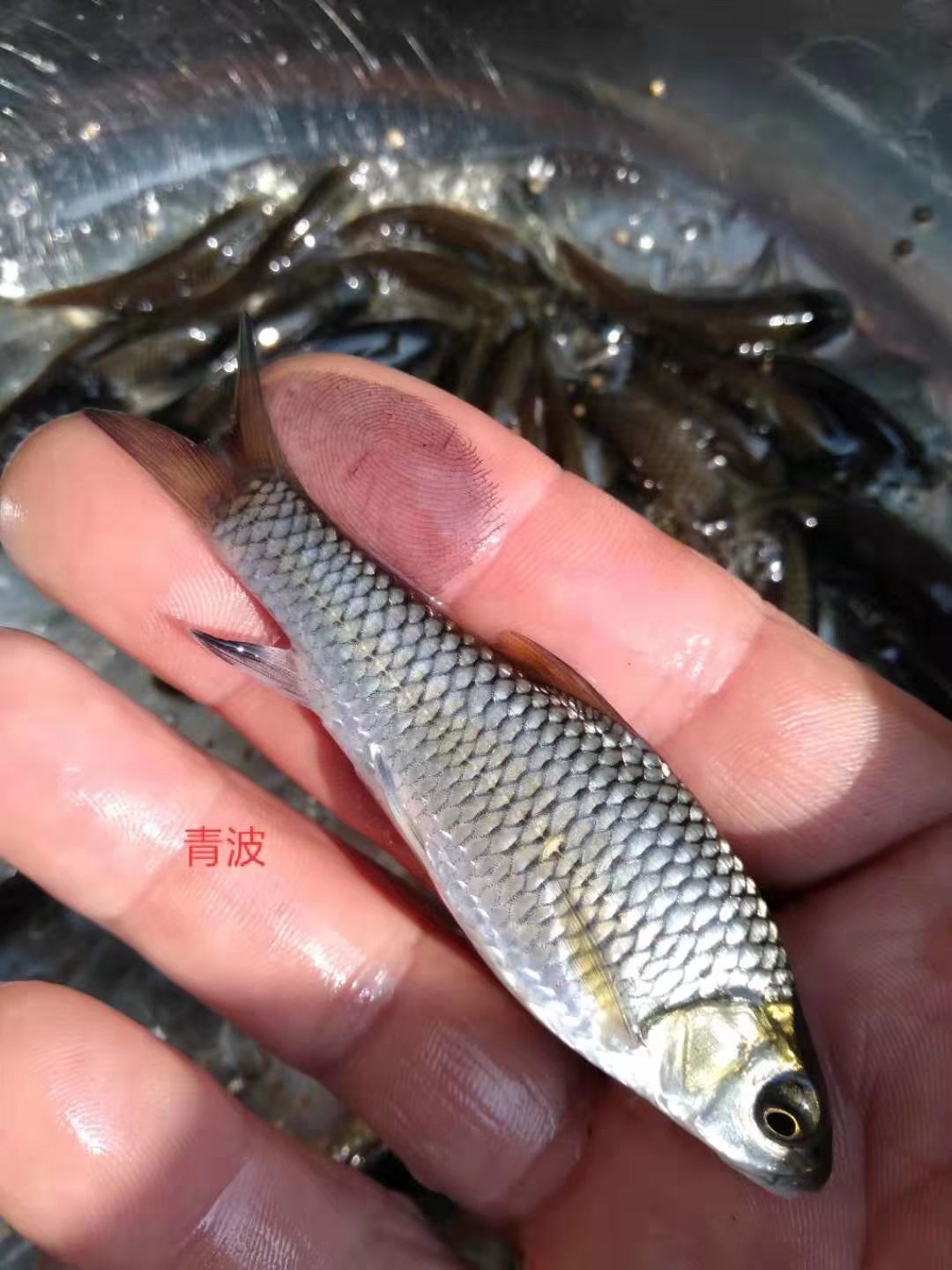热销清波鱼苗  青波鱼苗又名中华倒刺肥 产量好效益高货到付款