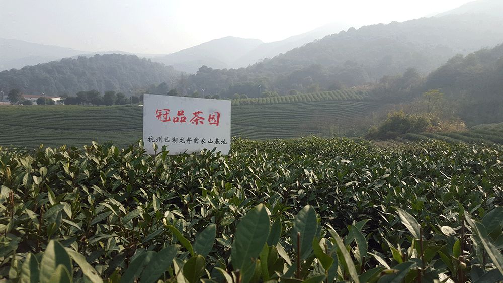 2024年新茶绿版龙井茶龙井43号品种散茶炒青绿茶礼盒装