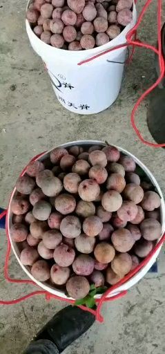 信宜市三华李，钱排银妃三华李，清甜脆口，新鲜水果，欢迎订购