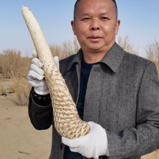 和田县 西域贡品·和田苁蓉