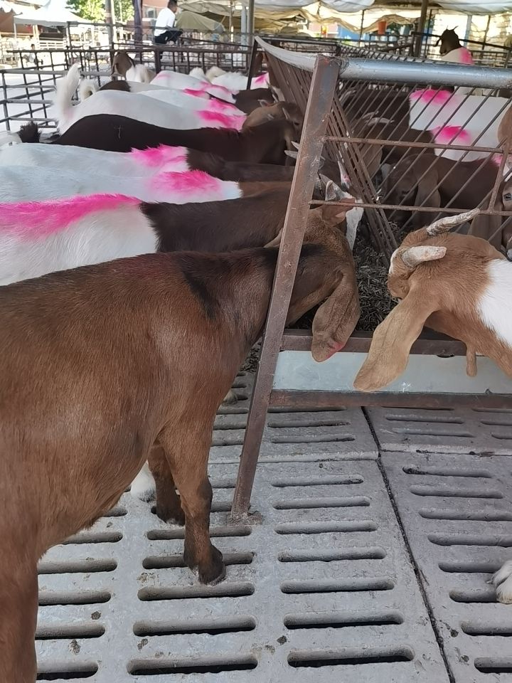 波尔山羊怀孕大母羊