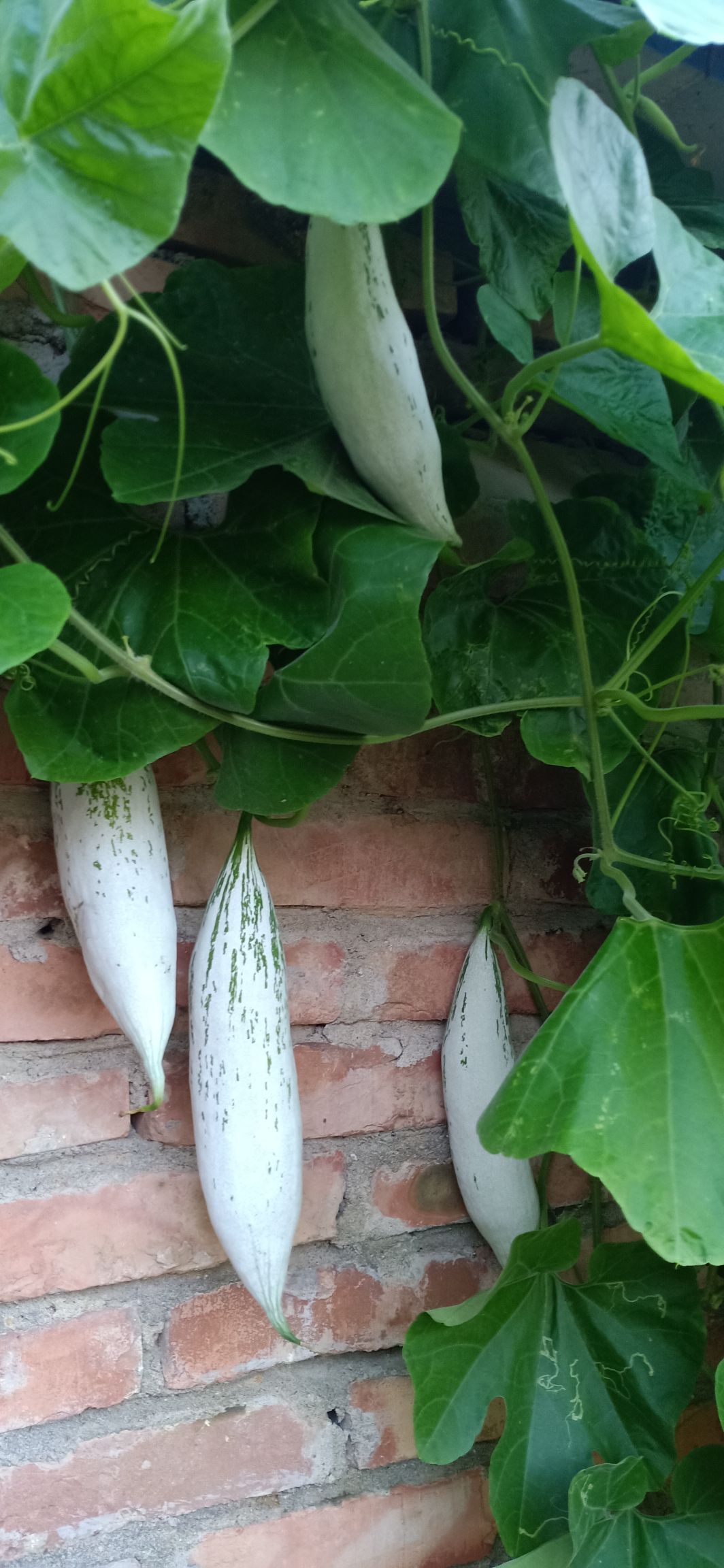 观赏观光长廊2米长丝瓜种子批发 长丝瓜种子