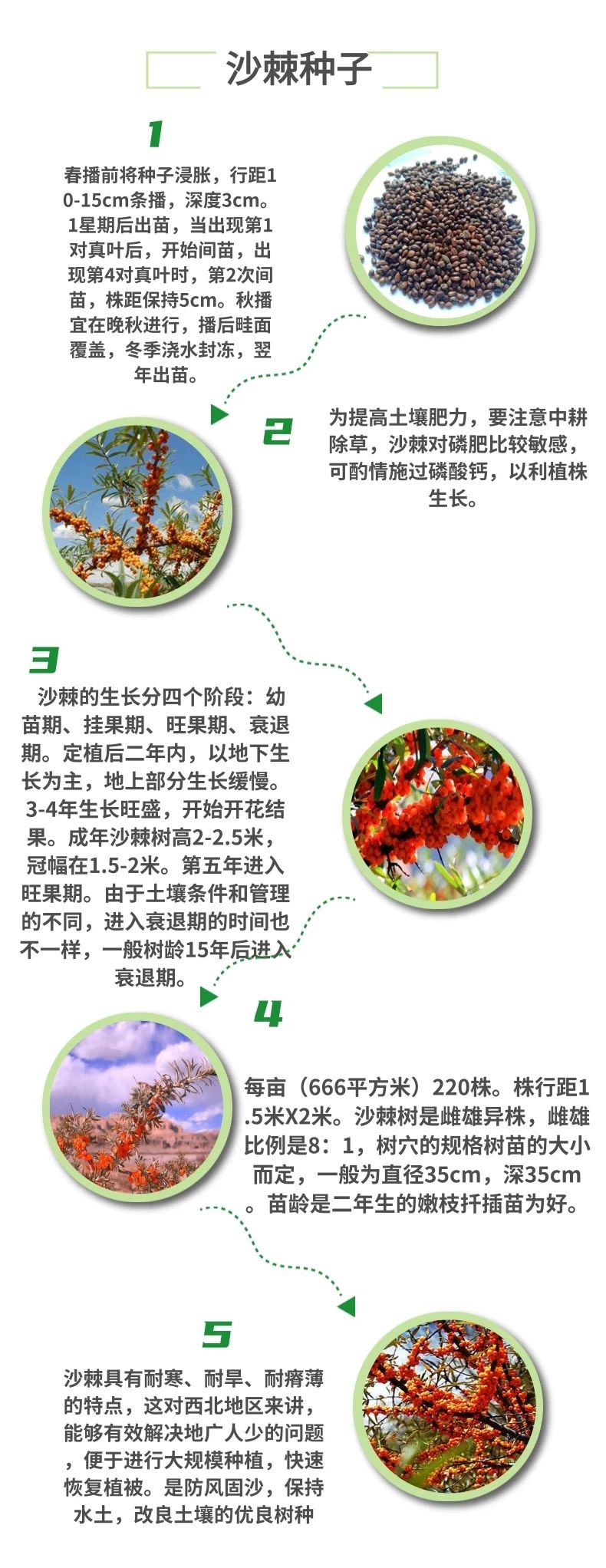 灌木护坡 盐碱地沙棘种子南方北方庭院植物绿化苗木盆栽沙漠内蒙