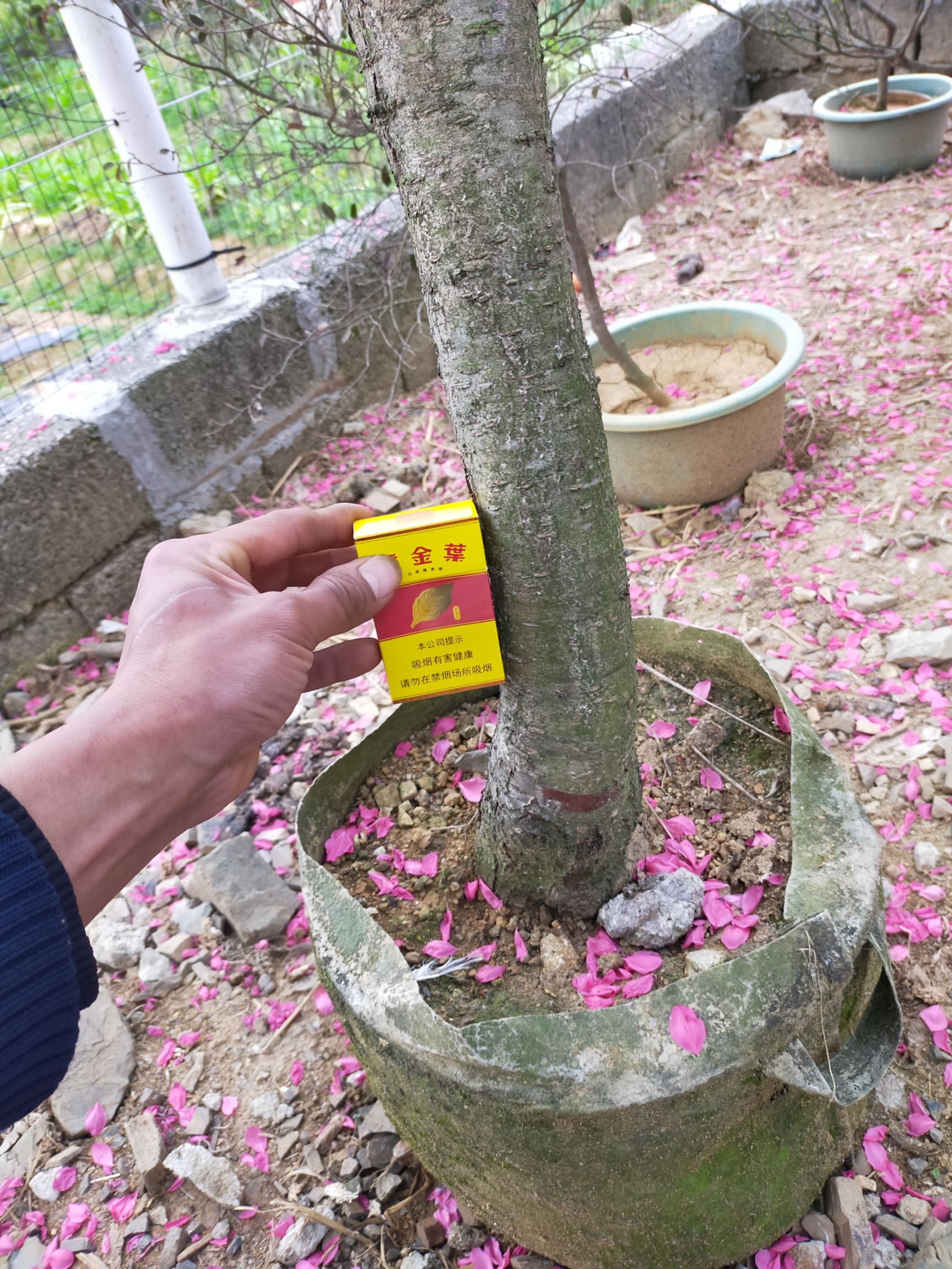 绿叶碧桃 自育苗场！价格实惠！品质保证！