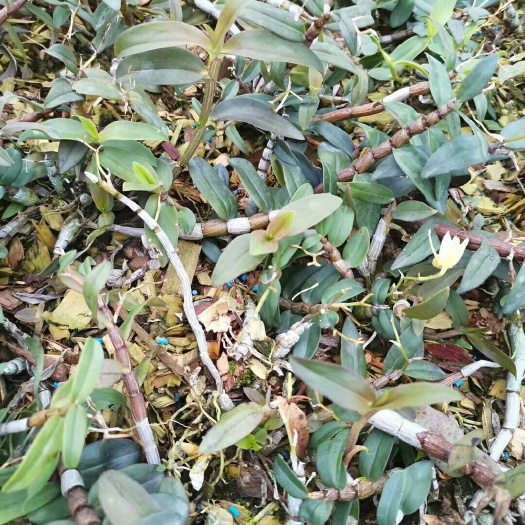 涟水县 铁皮石斛鲜条，铁皮石斛花。基地一手货源，直销批发。