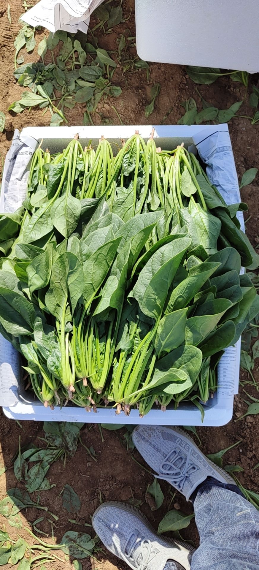 红菠菜 25~30cm 