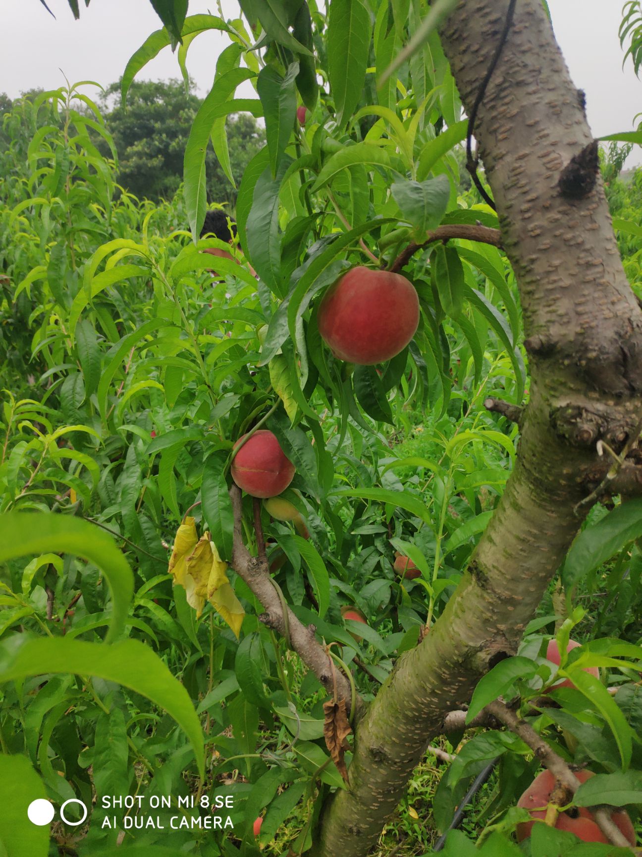 突圍桃 湖北省荊門市鐘祥市 一級果 