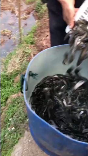 北方大口鲶鱼苗