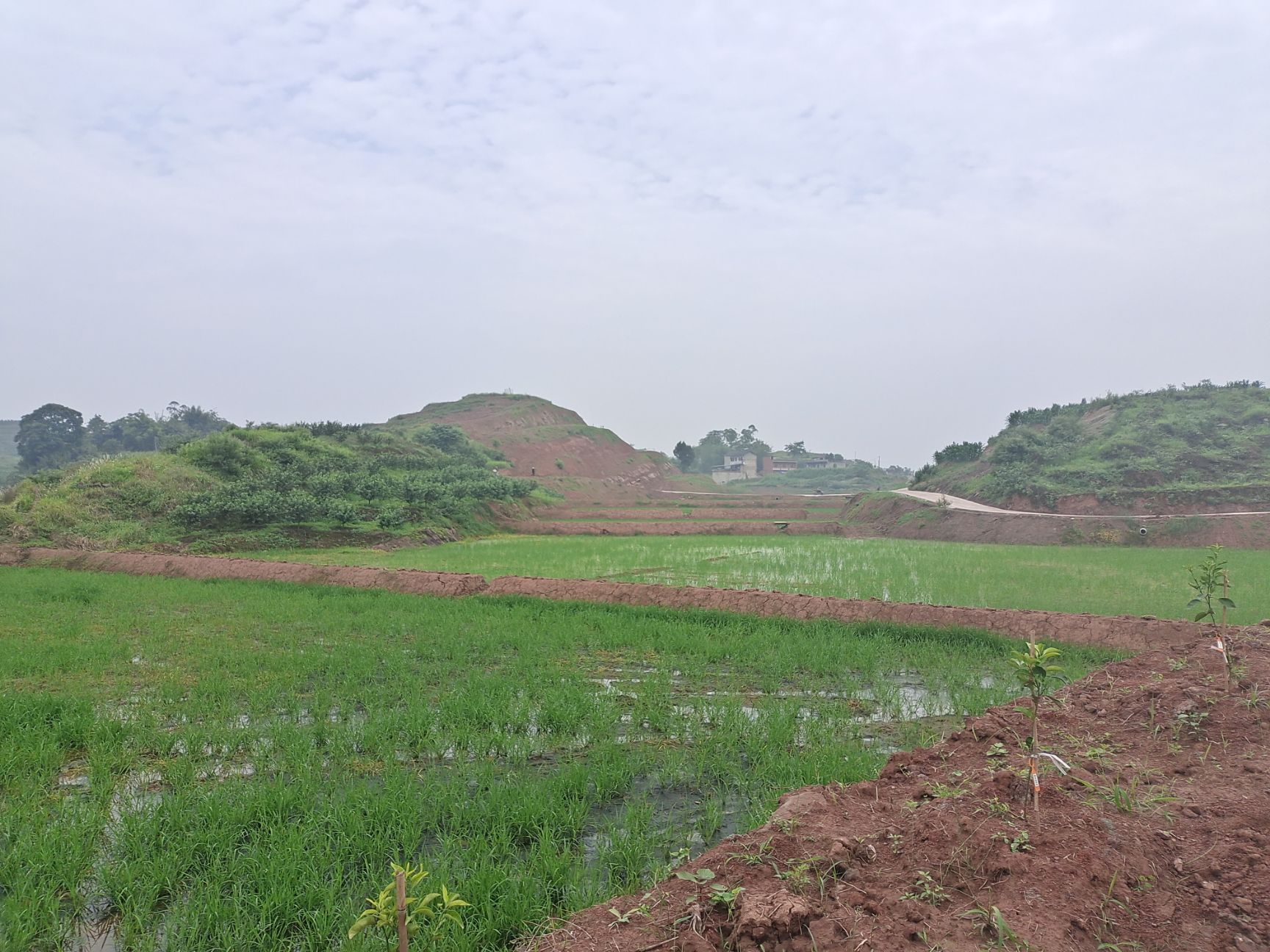 水浇地 800亩宜机化土地出租