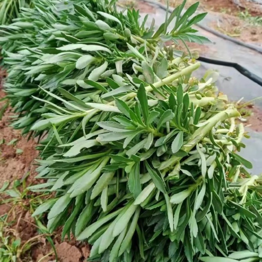 深州市救心菜，又名高钙菜非常好！