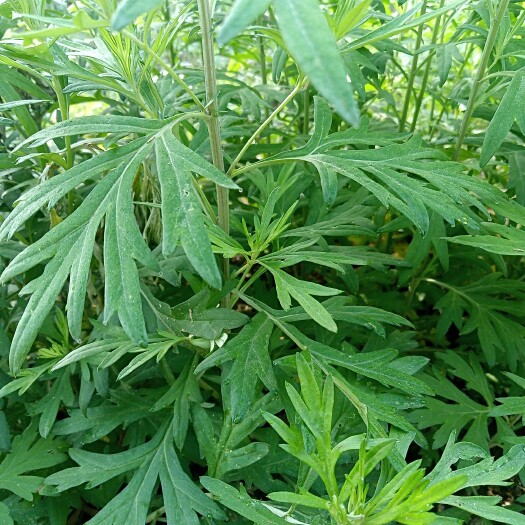 平度市 艾草