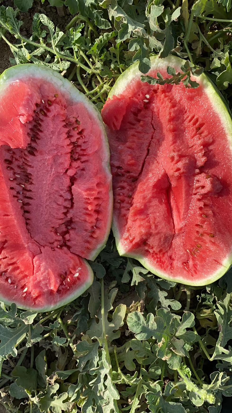 金城5号西瓜  新疆西瓜!耐运输!个头大!包熟包甜!保质保量!