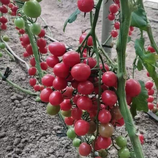 寿光市贝贝小番茄苗 圆形圣女果苗  樱桃小西红柿苗 千禧番茄苗