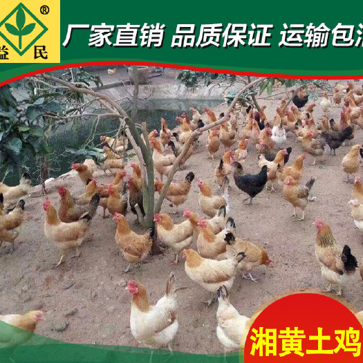 衡阳土鸡供应黄土鸡湘黄土鸡小脚鸡包疫苗路上保成活