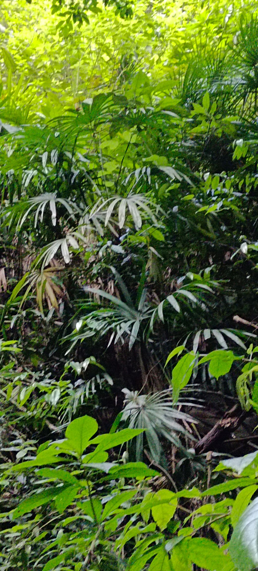 山里的棕竹，金山棕，做盆景和工艺品。