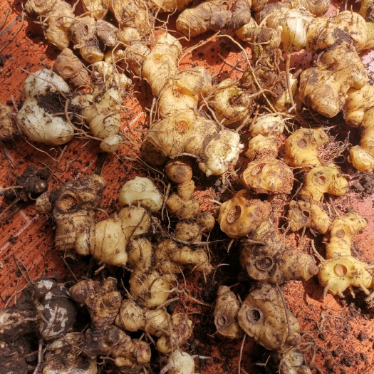 独山县黄精， 深山新挖鲜货黄精