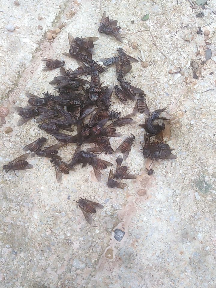  牛虻虫
