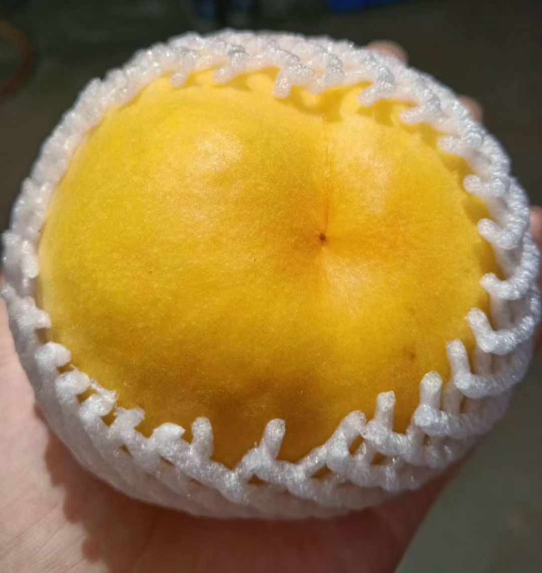 精品黄金蜜一号