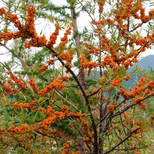 灌木护坡 盐碱地沙棘种子南方北方庭院植物绿化苗木盆栽沙漠内蒙