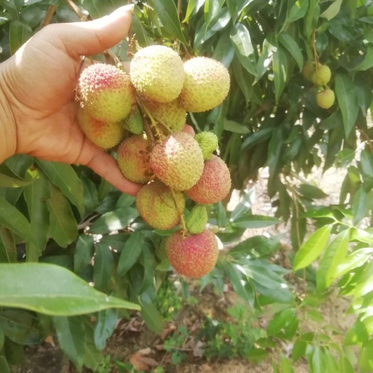 妃子笑荔枝