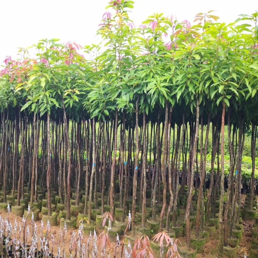 普宁市广东芒果树 绿化芒果树米径：3-4-6cm袋苗产地直发