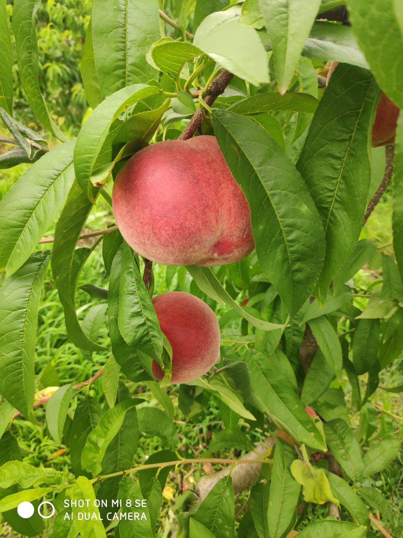 突圍桃 湖北省荊門市鐘祥市 一級果 