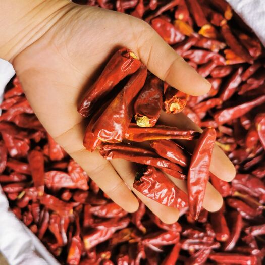 长春子弹头干辣椒 特级子 弹头