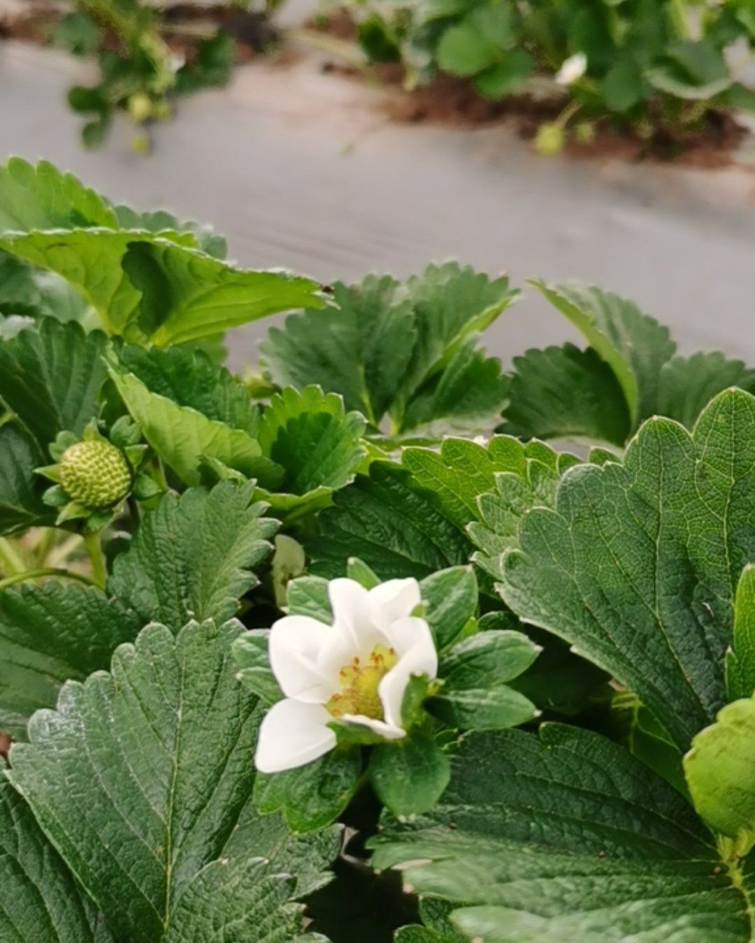 蒙特瑞草莓应季鲜草莓，产地直销