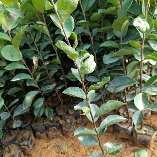 广州油茶树苗  油茶苗，油茶苗批发价格
