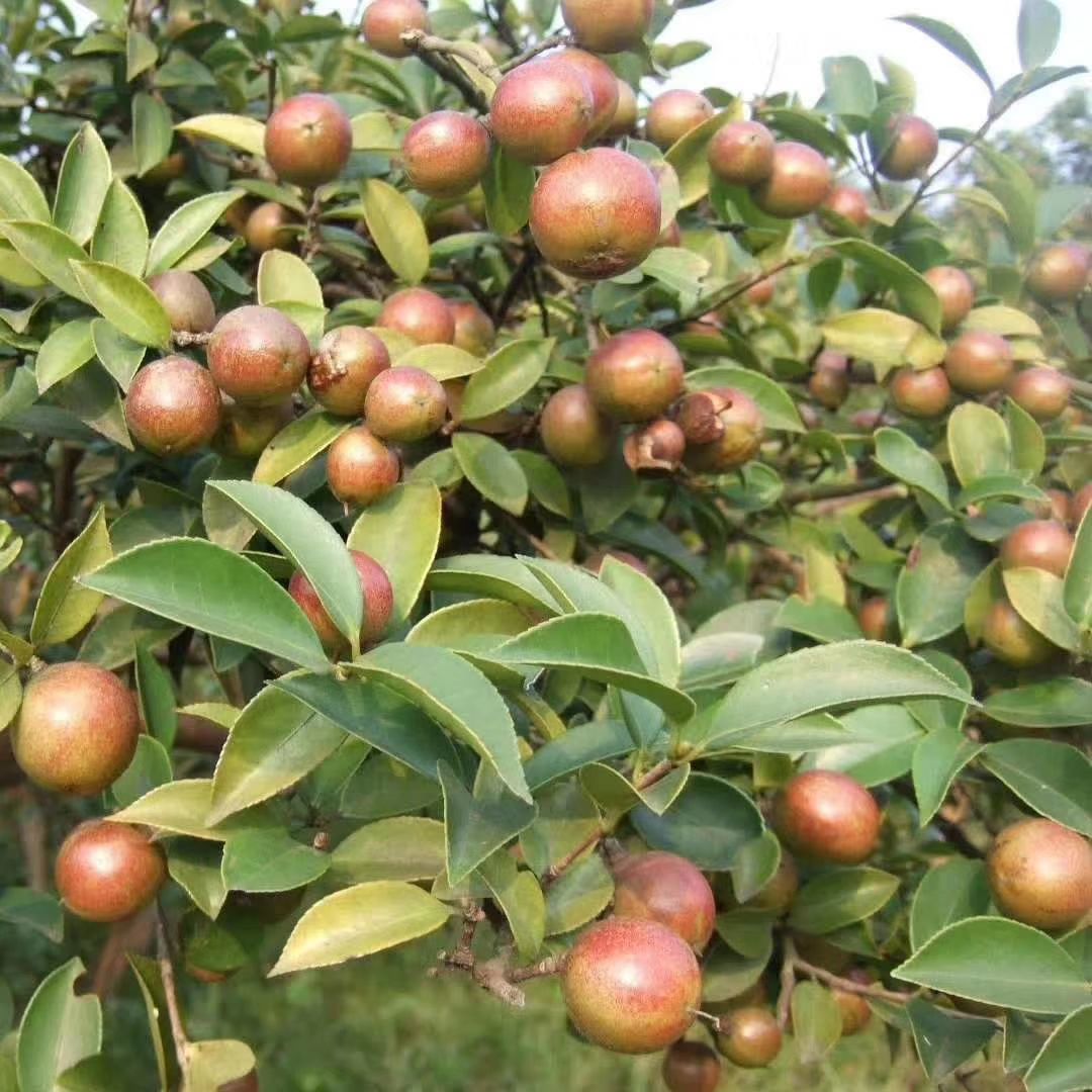 油茶树苗  油茶苗，油茶苗批发价格