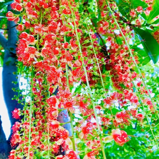 普宁市其它苗木  红花玉蕊树米径10-12-15-20公分袋苗/假植苗批发出售