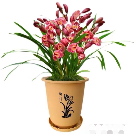 郑州 墨兰盆 加厚兰花塑料花盆