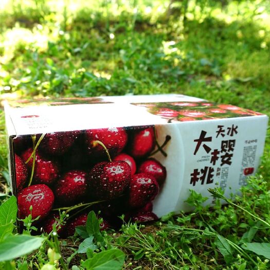 天水红灯樱桃 农户直发，甘肃天水烟铺大樱桃，无农药，无中间商