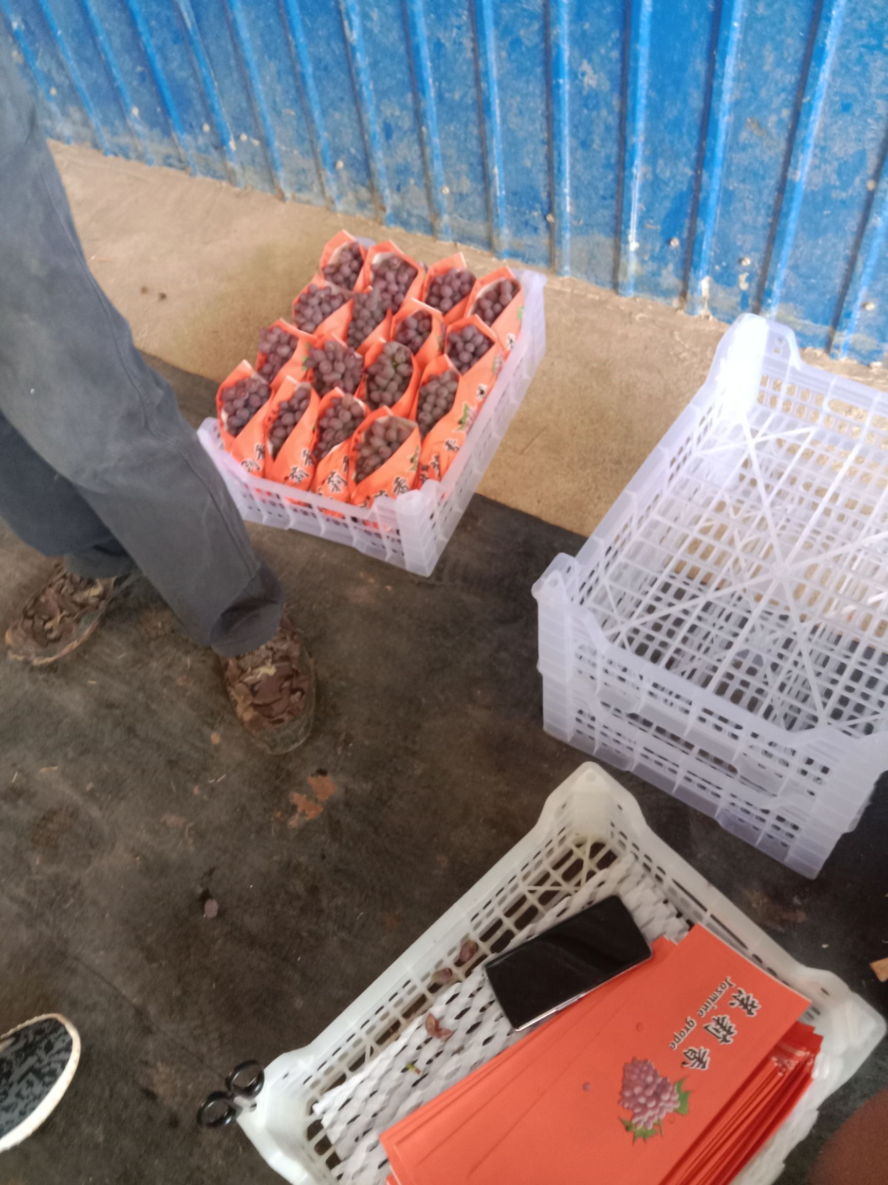  茉莉香葡萄精品货