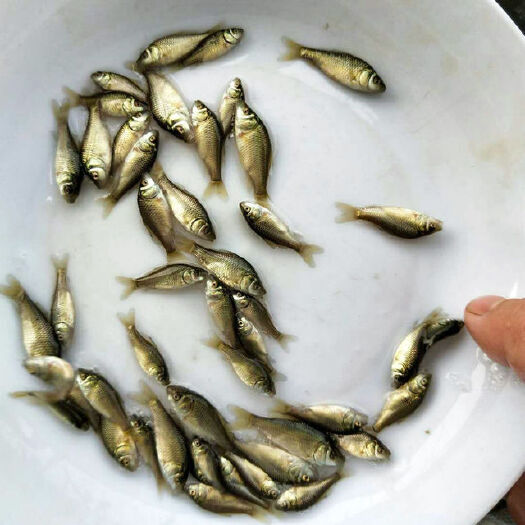 富顺县鲫鱼苗 黄金鲫鱼