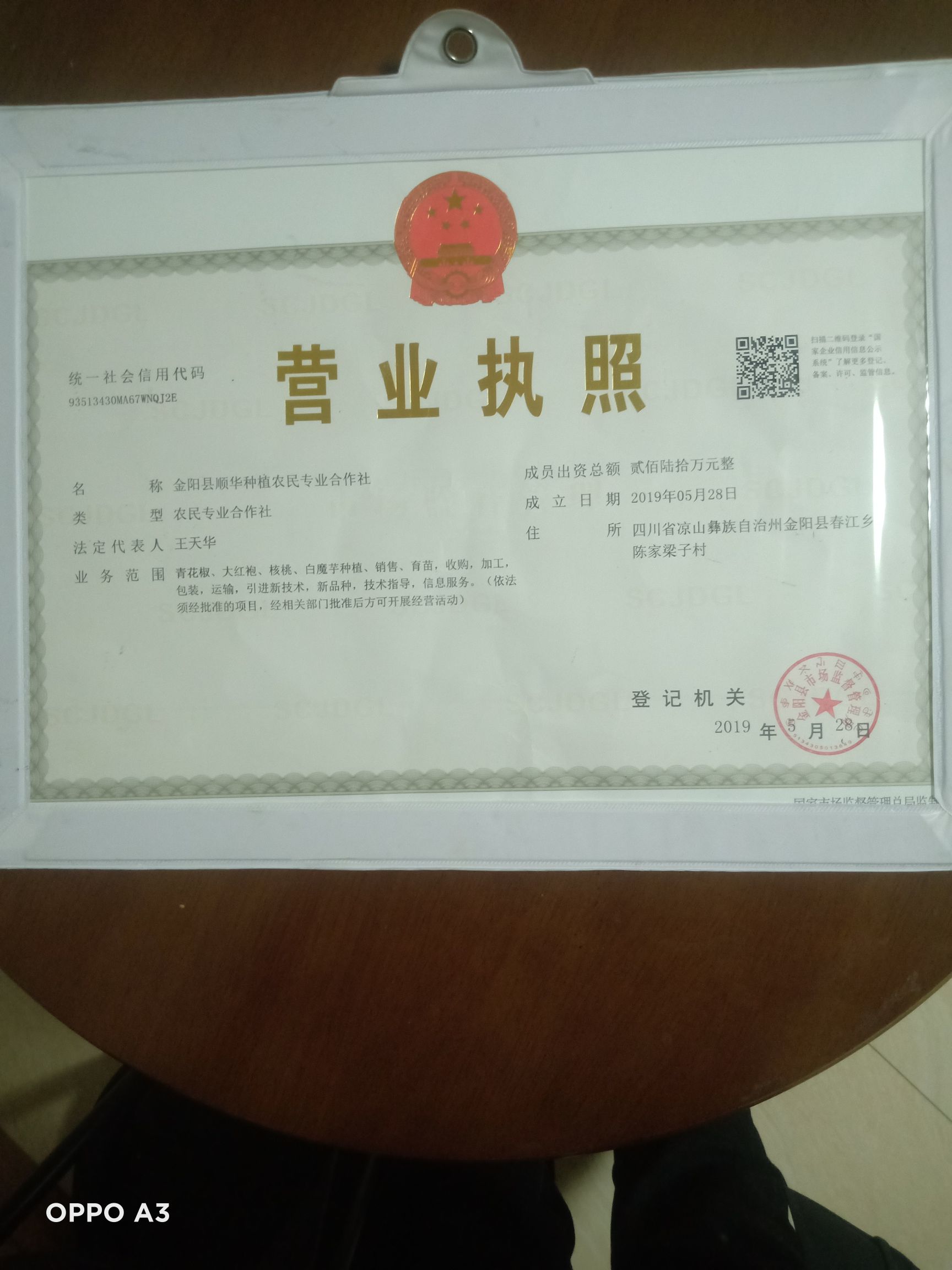 大红袍花椒苗 金阳县顺华种植农民专业合作社