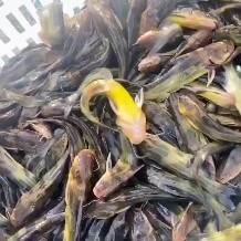 淮安大量供应优质吊水黄颡鱼苗