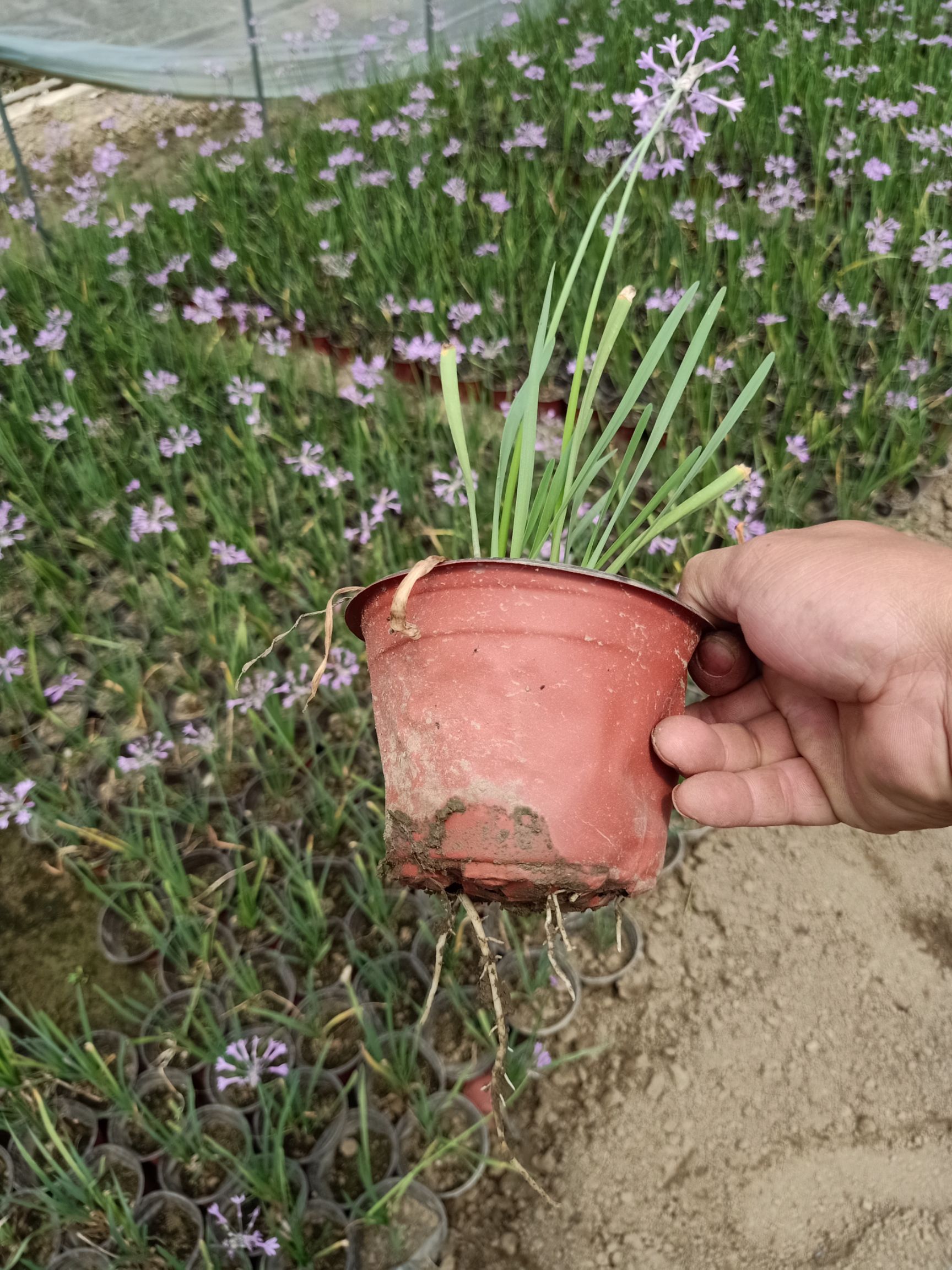 紫娇花